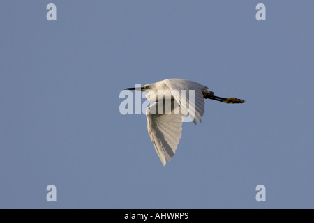 Aigrette garzette en vol Banque D'Images