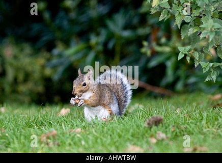 Écureuil gris Sciurus caroliniensis Banque D'Images