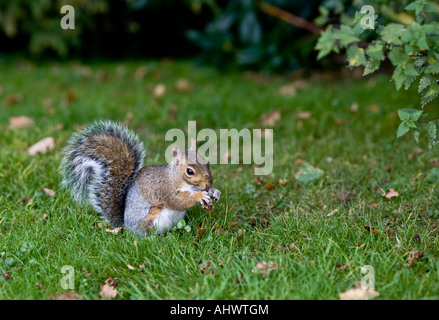 Écureuil gris Sciurus caroliniensis Banque D'Images