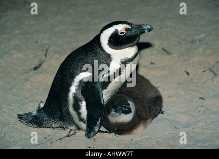 Pingouins Jackass au refuge d'oiseaux des Rochers près de Simonstown West Cape Afrique du Sud Banque D'Images