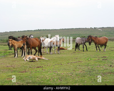 Pack de Nouvelle Forêt poneys dans les plus folles en partie de la Nouvelle Angleterre des forêts Banque D'Images