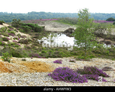 Heather sauvage colorée et variée de paysages forestiers Nouvelle Angleterre Banque D'Images