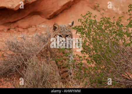 Jeune chat sauvage au désert, l'habitat wildcat dans roches rouges de l'ouest américain Banque D'Images