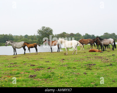 Pack de Nouvelle Forêt poneys dans les plus folles en partie de la Nouvelle Angleterre des forêts Banque D'Images