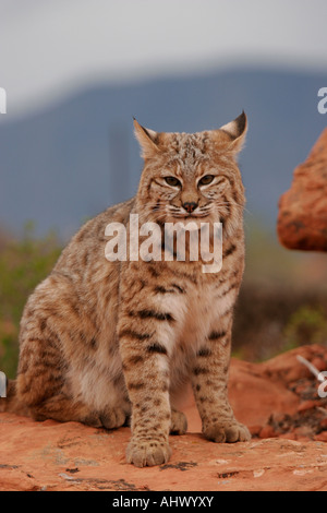 Jeune chat sauvage au désert, l'habitat wildcat dans roches rouges de l'ouest américain Banque D'Images