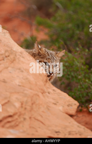 Jeune chat sauvage au désert, l'habitat wildcat dans roches rouges de l'ouest américain Banque D'Images