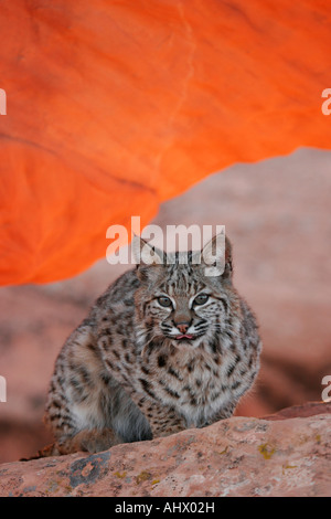 Jeune chat sauvage au désert, l'habitat wildcat dans roches rouges de l'ouest américain Banque D'Images