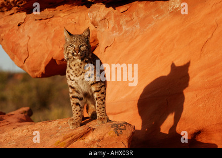 Jeune chat sauvage au désert, l'habitat wildcat dans roches rouges de l'ouest américain Banque D'Images