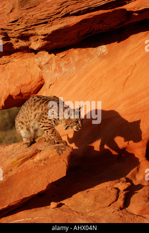 Jeune chat sauvage au désert, l'habitat wildcat dans roches rouges de l'ouest américain Banque D'Images