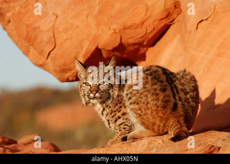 Jeune chat sauvage au désert, l'habitat wildcat dans roches rouges de l'ouest américain Banque D'Images