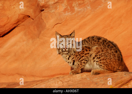 Jeune chat sauvage au désert, l'habitat wildcat dans roches rouges de l'ouest américain Banque D'Images