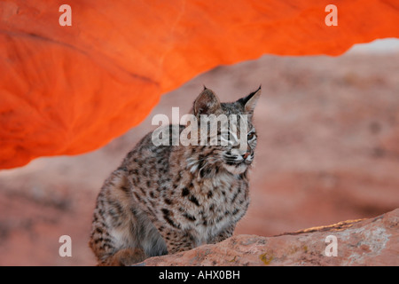 Jeune chat sauvage au désert, l'habitat wildcat dans roches rouges de l'ouest américain Banque D'Images