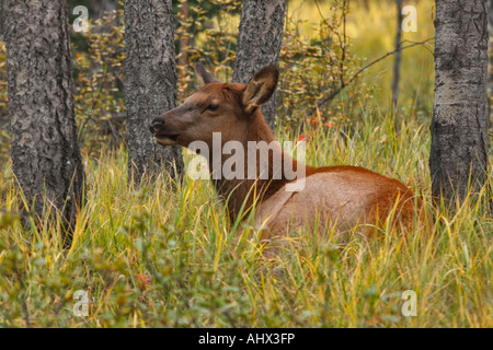 Les wapitis se reposant dans la forêt en automne rut Jasper National Park, Alberta, Canada Banque D'Images