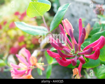 Fleur de rose lonicera caprifolium avec arrière-plan flou Banque D'Images