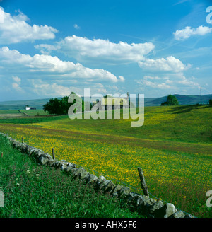 Wild Flower meadow, Langdon Beck Village, Upper Teesdale, North Pennines, County Durham, England, UK. Banque D'Images
