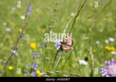 Petit tortoiseshell papillon Aglais urticae se nourrissant sur le champ Scabious fleur Knautia arvensis. Slovénie Europe Banque D'Images