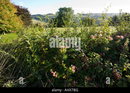 Mûres et chèvrefeuille dans une haie Cotswold tôt le matin dans la vallée de Caudle Green, Gloucestershire Royaume-Uni Banque D'Images