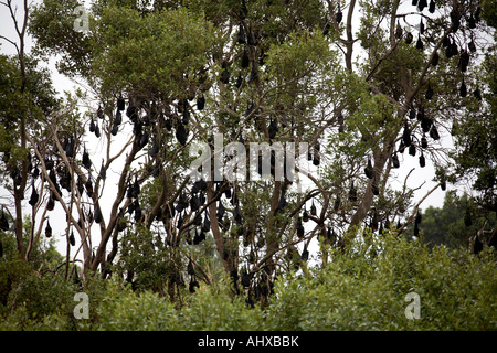 Flying Fox ou des chauves souris suspendues à des arbres par la rivière à Brisbane Queensland QLD Australie Banque D'Images