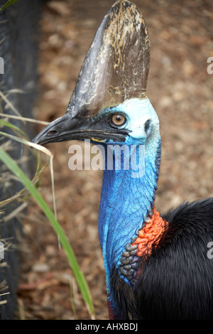 Casoar sud Casuarius casuarius oiseaux de Lone Pine Koala Sanctuary wildlife reserve Brisbane Queensland QLD Australia Zoo Banque D'Images