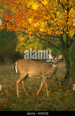 Cerf de Virginie Odocoileus virginianus Automne Buck dans l'Est des États-Unis, de George E. Stewart/Dembinsky Assoc Photo Banque D'Images