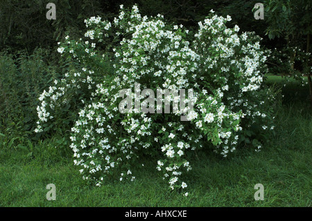 Seringat Philadelphus 'Belle Etoile' Banque D'Images