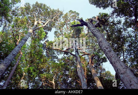 Couverture des arbres à Gunung Ledang Malaisie Banque D'Images