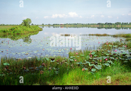 Vue paysage de lotus Lake et de prairies humides à Paya Indah Malaisie Banque D'Images