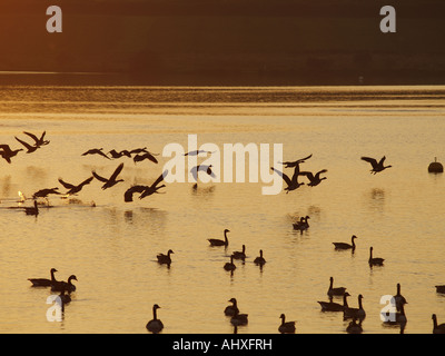 Silhouettes de vol d'oies du Canada et de natation sur la région de Tamar Lacs. Reflète dans l'eau Banque D'Images