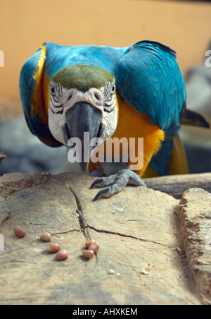 Macaw, paradis des oiseaux de Langkawi Banque D'Images