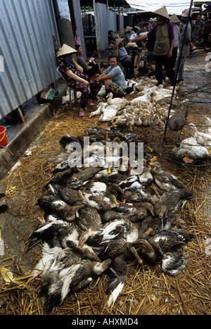 Volailles destinées à la vente, marché de Long Bien, Hanoi, Vietnam. À partir de la page sur la grippe aviaire en Asie. Banque D'Images