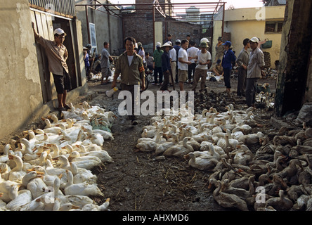 Volailles destinées à la vente, marché de Long Bien, Hanoi, Vietnam. À partir de la page sur la grippe aviaire en Asie. Banque D'Images