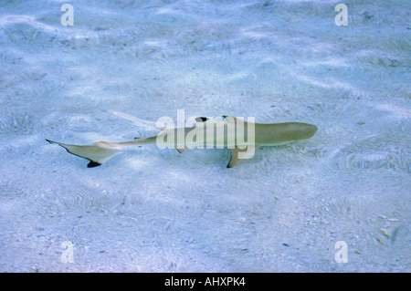 Kuredhu resort Maldives requin à pointe noire les jeunes en lagoon Banque D'Images