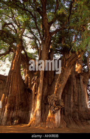 L'arbre de Tule, Ahuehuete Ahuehuete, cyprès, cyprès, arbre, cyprès, conifère, Mexicain Santa Maria El Tule, État de Oaxaca, Mexique Banque D'Images