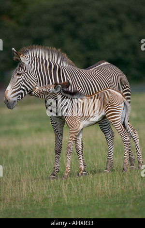 Zebra Grevys Hippotigris grevyi Poulain Banque D'Images