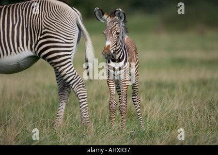 Zebra Grevys Hippotigris grevyi Poulain Banque D'Images