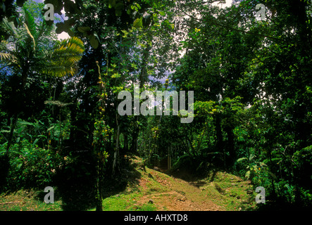 Sentier de randonnée dans le Parc National de la Guadeloupe, Basse-Terre, Guadeloupe, Caraïbes, Antilles françaises Banque D'Images