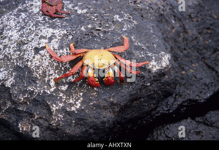 Les animaux marins. Sally Lightfoot Crab. Les animaux marins des Galapagos. Grapus grapus. Banque D'Images