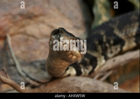 Western cottonmouth snake Banque D'Images