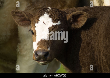 Animaux vache veau dh brown patched blanc vache veau rocé face close up Banque D'Images