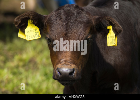 Vache veau dh UK Brown face vache veau face close up tags ident de l'écosse ferme l'oreille Banque D'Images