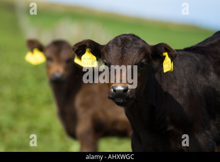 dh Calf COW UK mollets à face brune vaches à face croisée vaches étiquettes agronomie enregistrer contrôle ID identification d'animal Banque D'Images