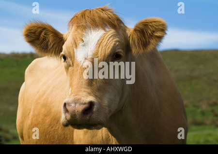 dh Calf COW Royaume-Uni race brune légère face de vache boeuf royaume-uni tête de bétail un seul gros plan ecosse animaux british agricole animal Banque D'Images