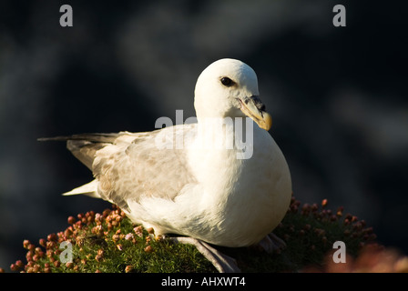 Dh UK D'OISEAUX Fulmar (Fulmarus glacialis) seacliffs oisillons Marwick Head RSPB réserve naturelle d'oiseaux Banque D'Images