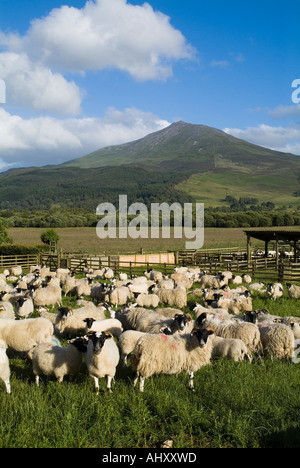 dh Mountain Schiehallion STRATHTUMMEL PERTHSHIRE Penned Scottish Blackface brebis Black face lambs flock plume d'animaux ecosse printemps royaume-uni Banque D'Images