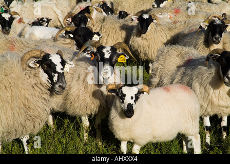 Moutons dh UK Scottish Blackface Moutons et agneaux agriculture élevage ecosse de monde Banque D'Images