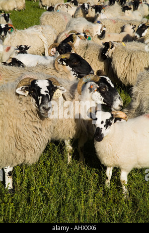 dh BREBIS Royaume-Uni Flock of Scottish Blackface brebis and agneaux with Lamb royaume-uni ecosse surpeuplé de brebis nationales noires face Banque D'Images