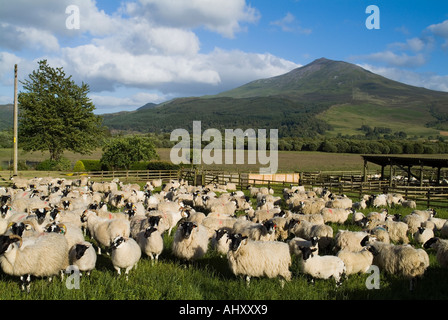 Dh Mountain Station House STRATHTUMMEL PERTHSHIRE écrit Scottish Blackface troupeau de moutons et agneaux dans pen Banque D'Images