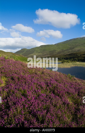 dh LOCHAN AN DAIM PERTHSHIRE Violet cloche bruyère Erica cinerea loch scottish paysage highlands scottish bleu ciel personne montagnes Banque D'Images