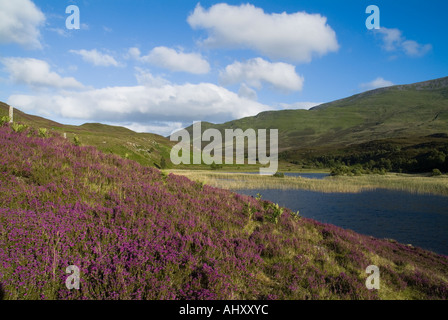 Dh Lochan un daim Violet PERTHSHIRE STRATHTUMMEL bruyère cendrée Erica cinerea loch et contreforts montagne Station House Banque D'Images