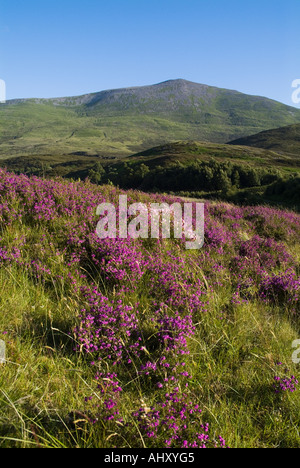 dh montagne Schiehallion STRATHTUMMEL PERTHSHIRE Violet cloche bruyère Erica cinerea hillside peak glen scotland highlands écossais munro collines Banque D'Images